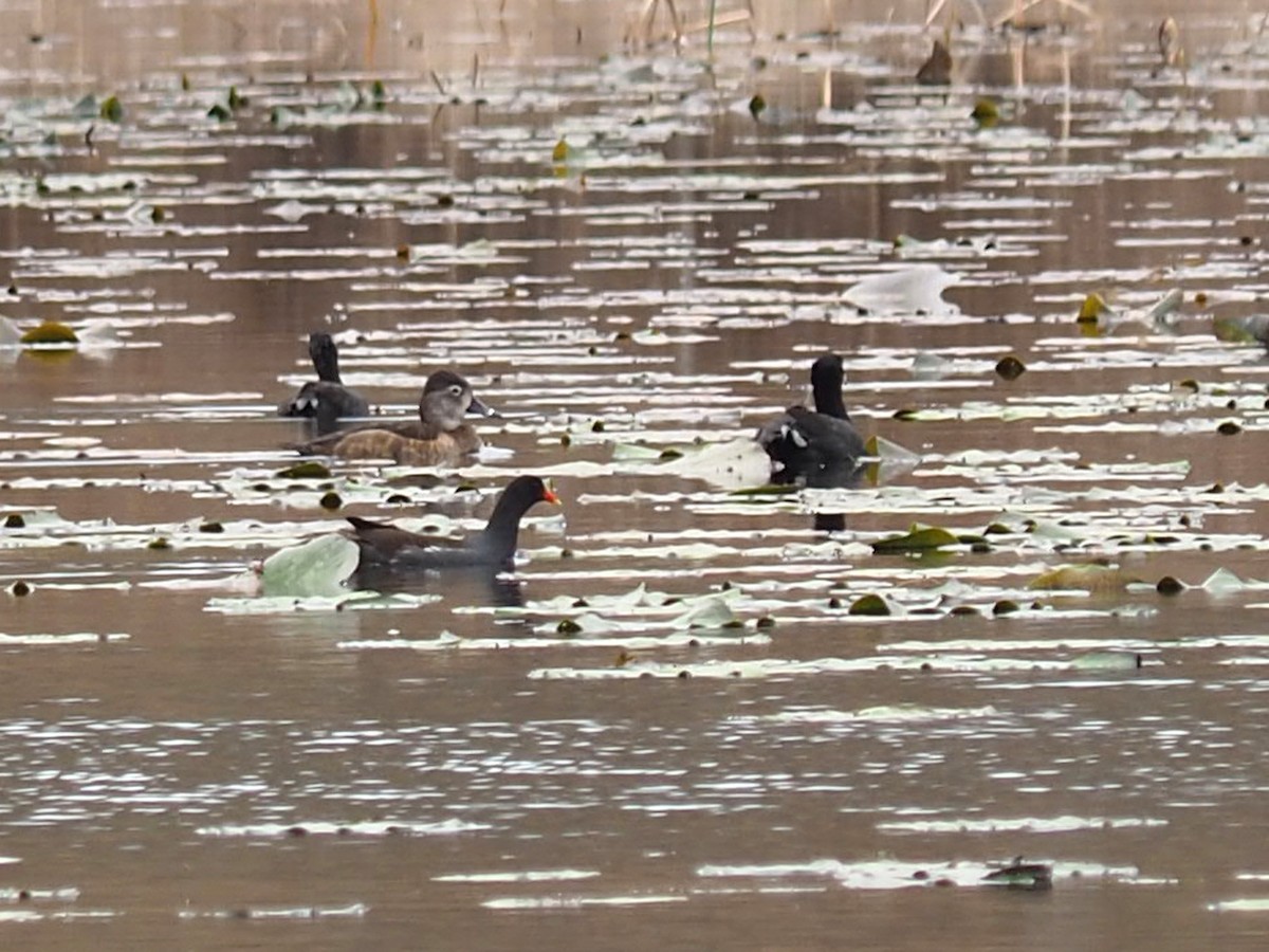 Common Gallinule - ML630469015