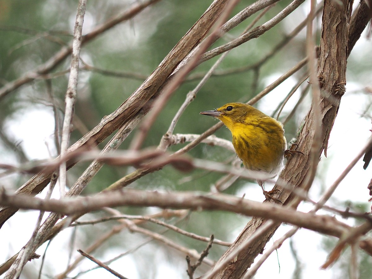 Pine Warbler - ML630469031