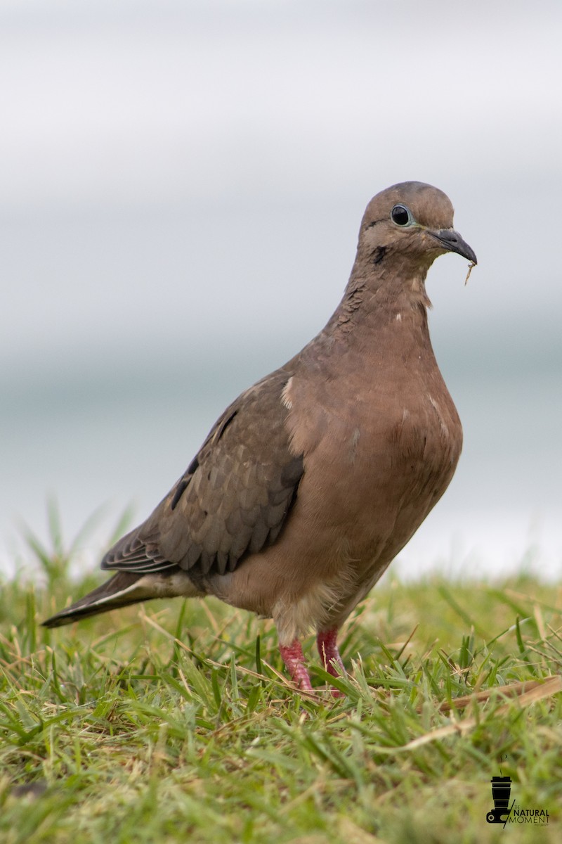 Eared Dove - ML630469260