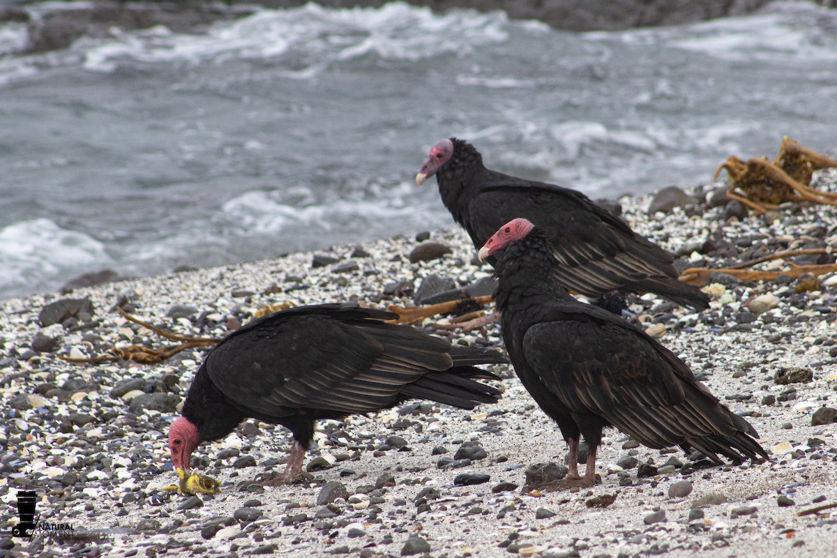 Turkey Vulture - ML630469265