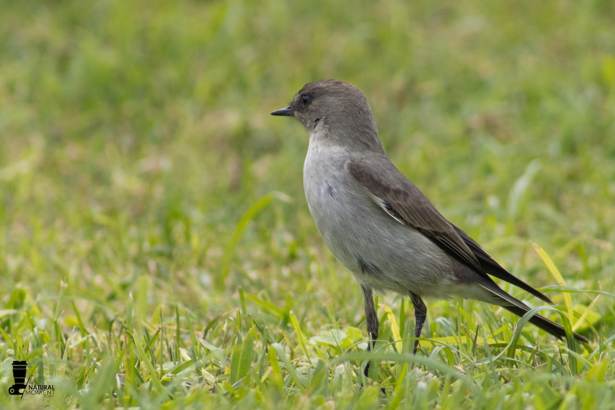 Dark-faced Ground-Tyrant - ML630469270