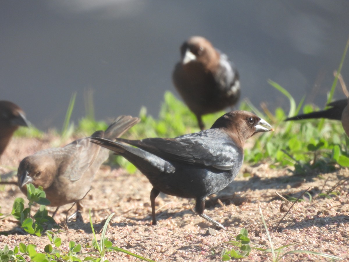 Brown-headed Cowbird - ML630469382