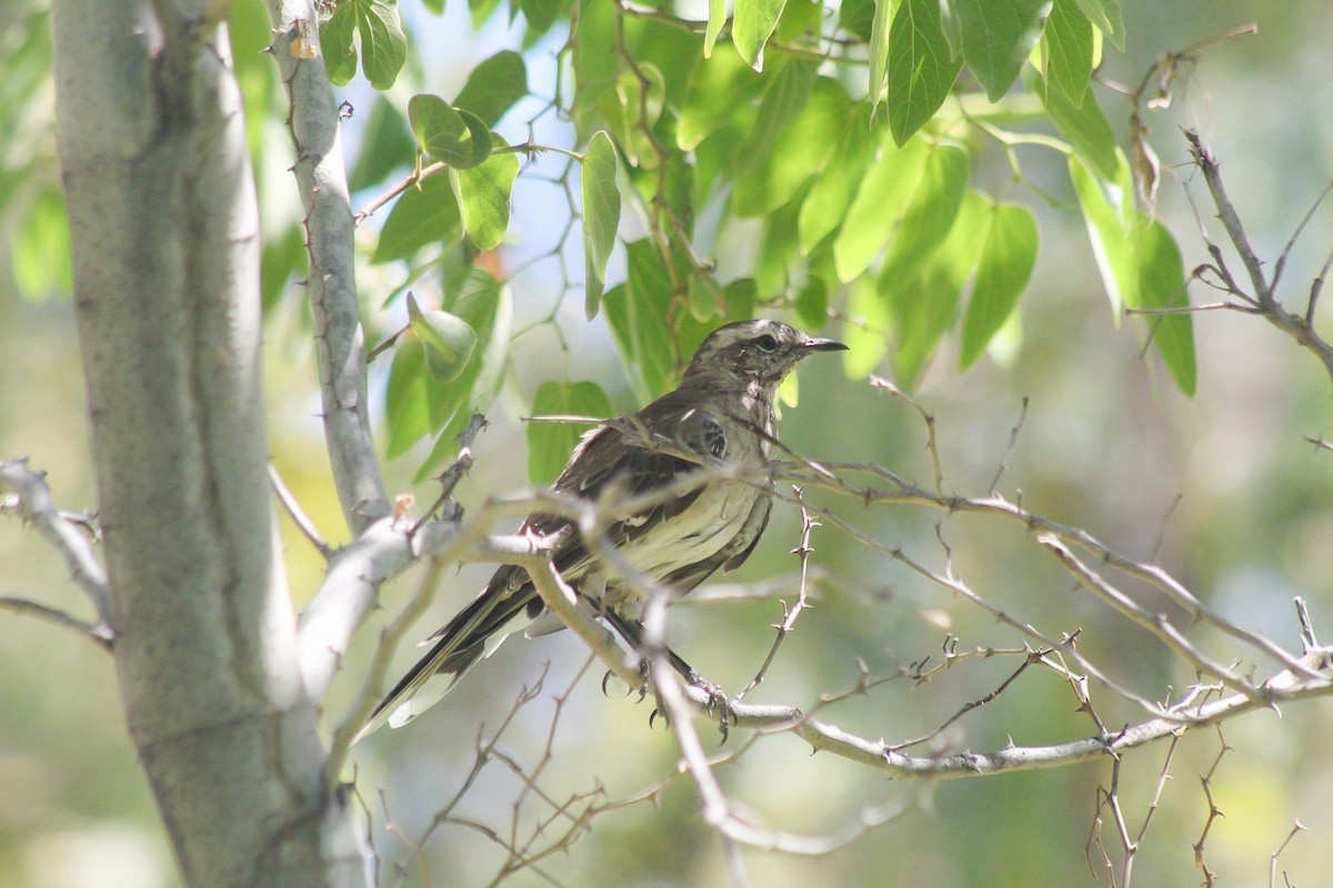 Chilean Mockingbird - ML630469527