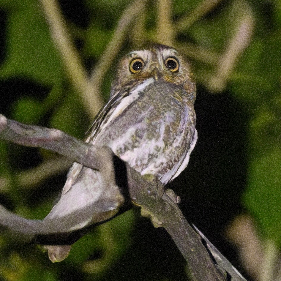 Kaktüs Baykuşu - ML630469588