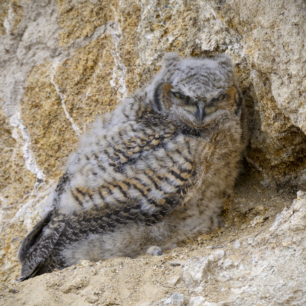 Amerika Puhusu - ML630469614