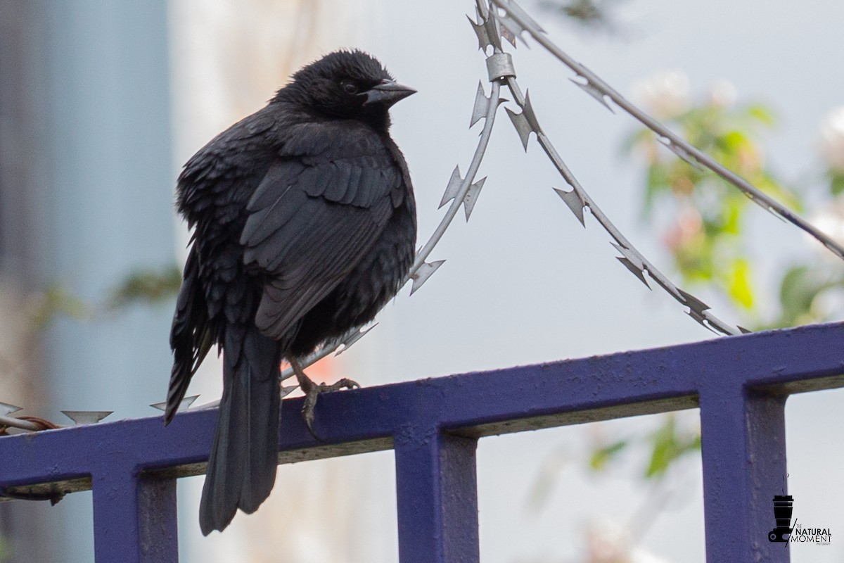 Austral Blackbird - ML630469667