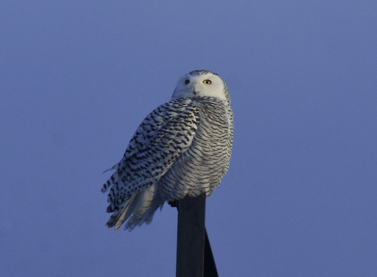 Snowy Owl - ML630469727