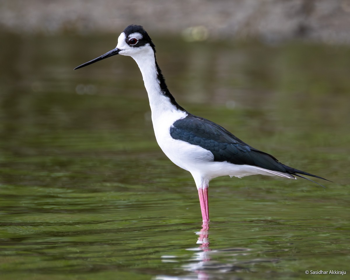 Black-necked Stilt - ML630470060