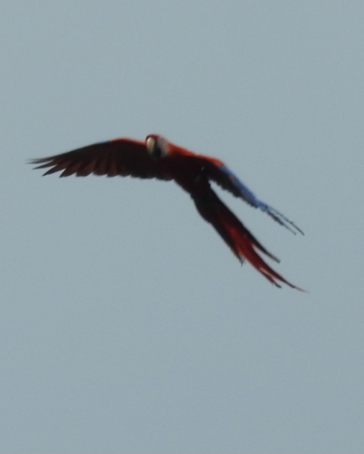 Scarlet Macaw - ML630470199