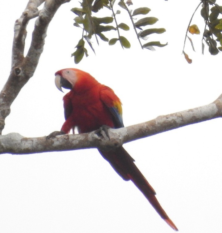 Scarlet Macaw - ML630470200