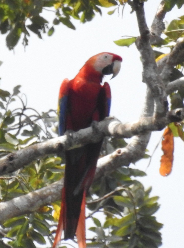 Scarlet Macaw - ML630470201