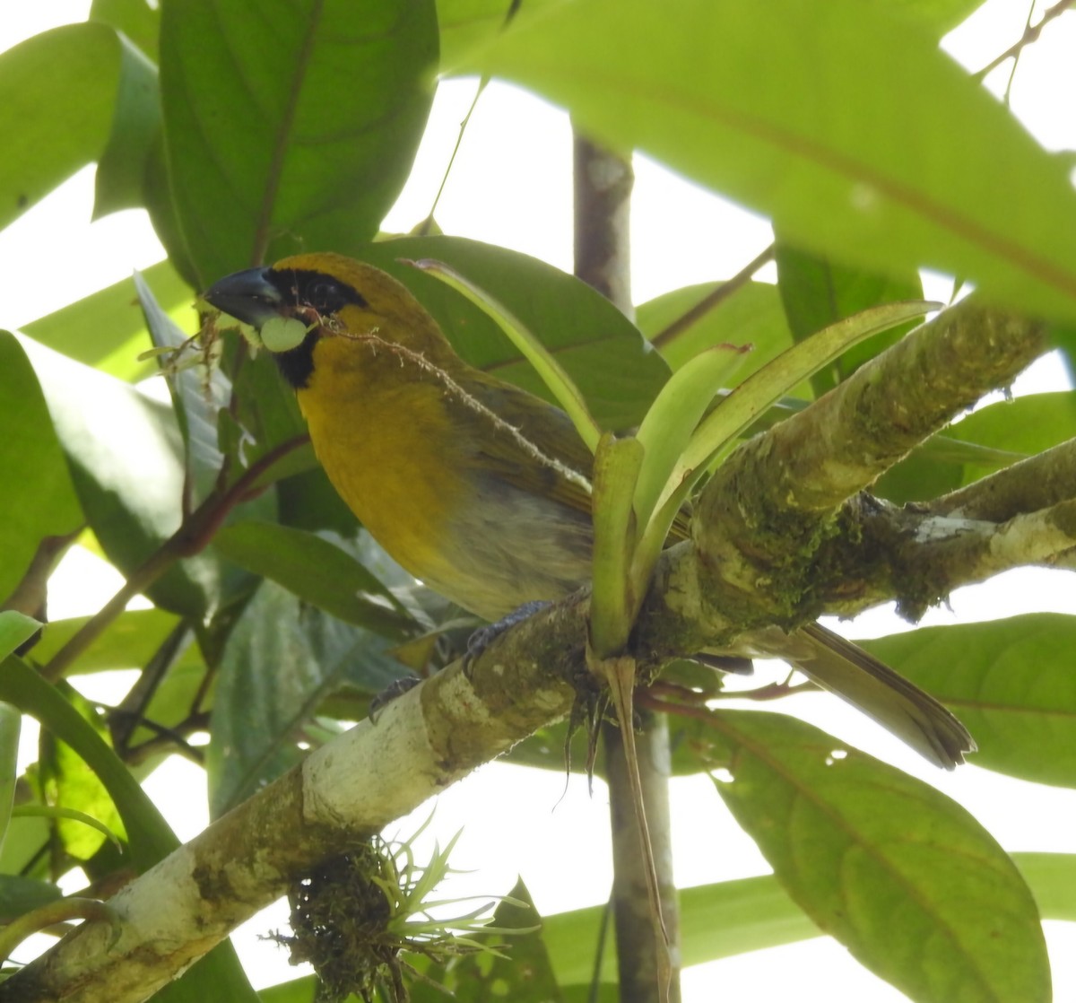 Black-faced Grosbeak - ML630470284