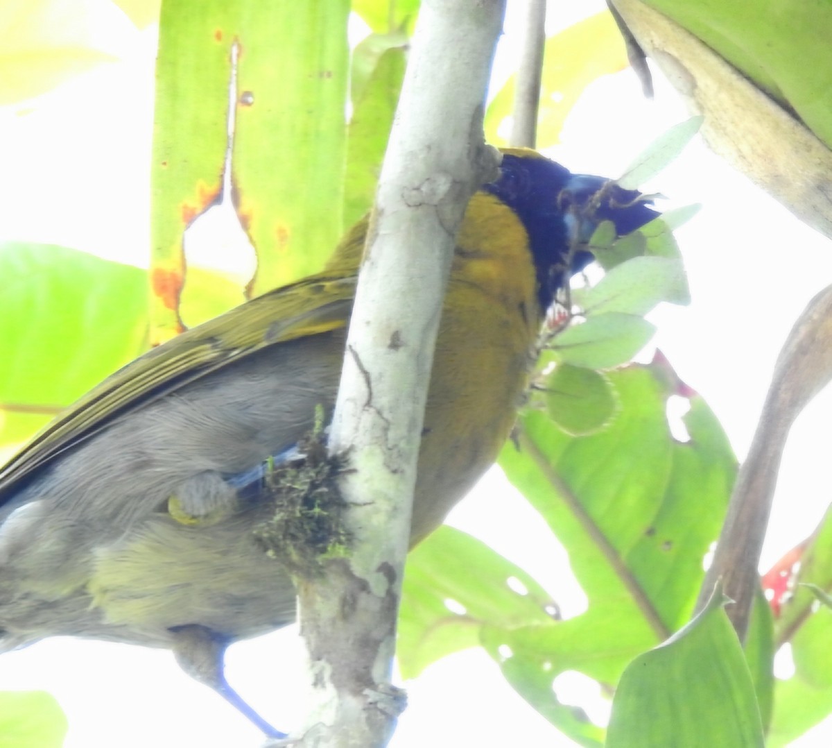 Black-faced Grosbeak - ML630470285