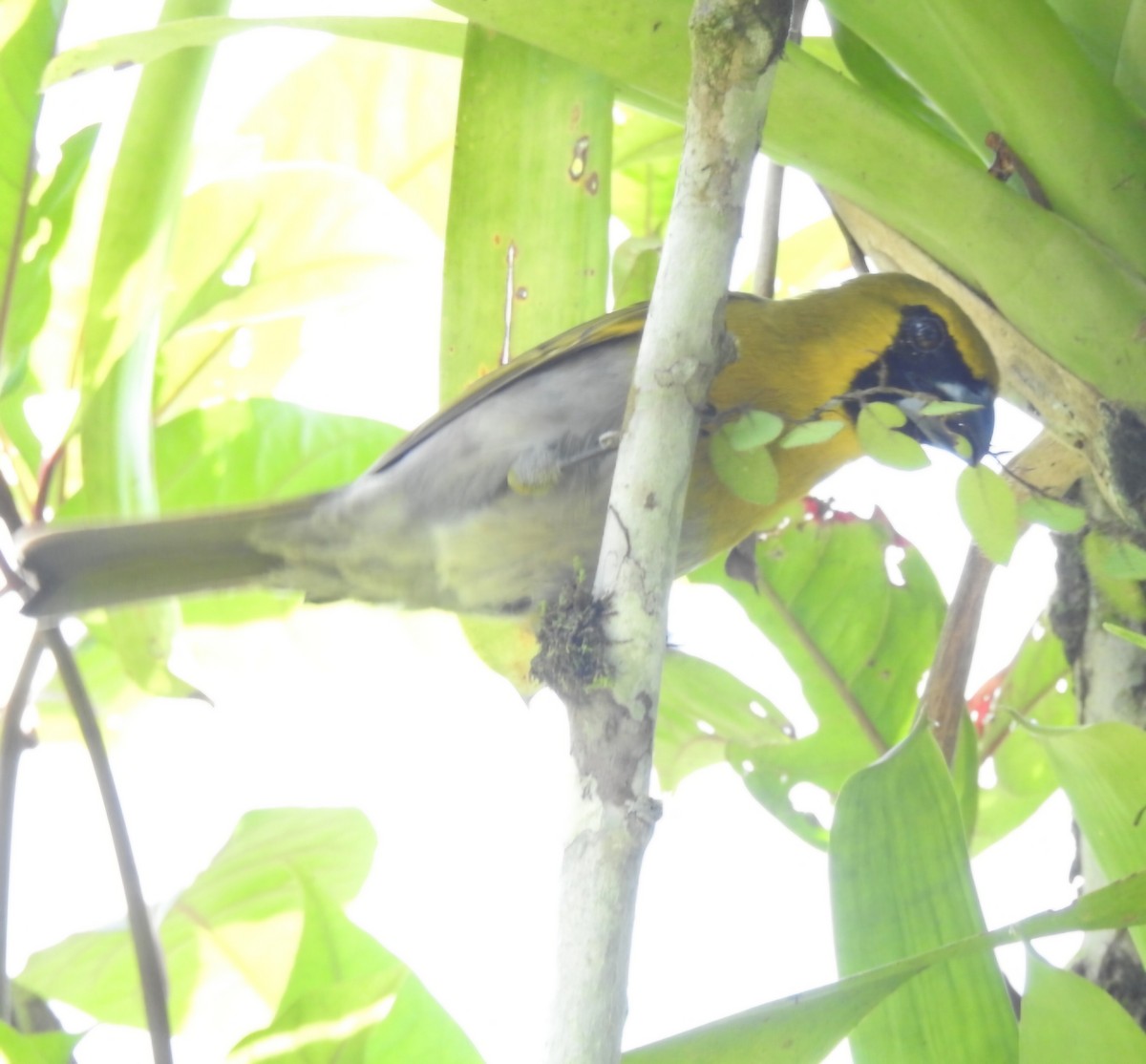 Black-faced Grosbeak - ML630470286