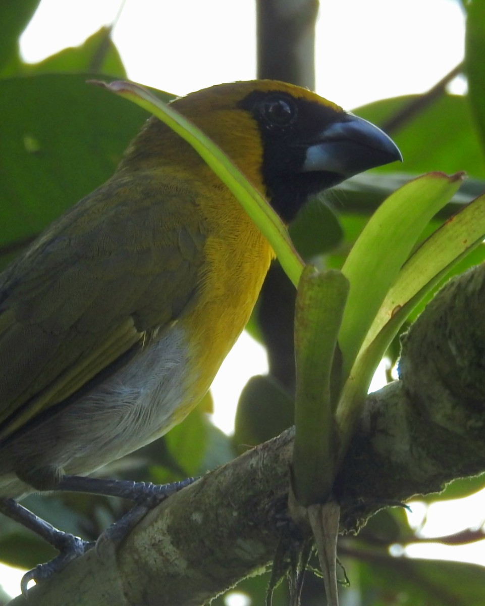 Black-faced Grosbeak - ML630470287