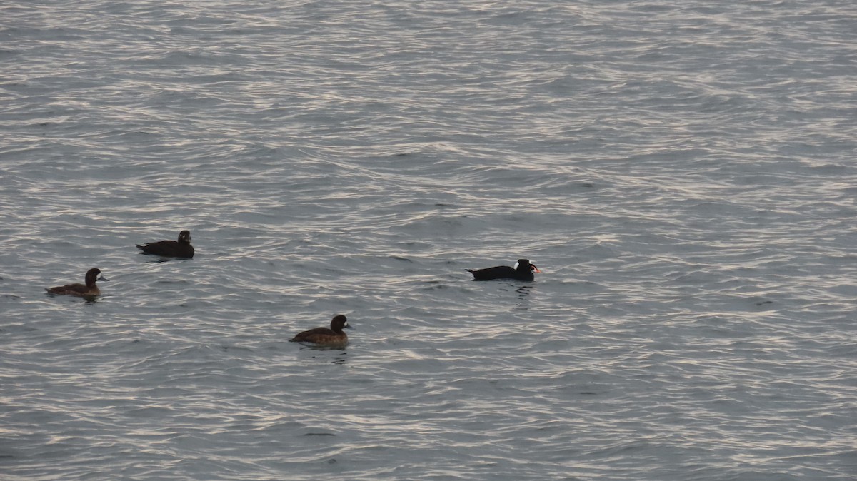 Surf Scoter - ML630470301