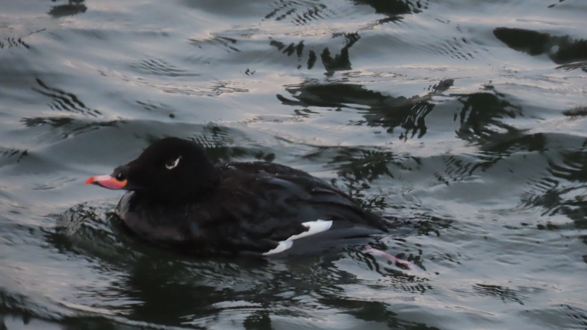 White-winged Scoter - ML630470315