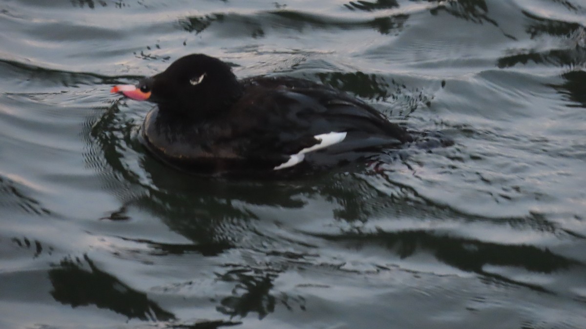 White-winged Scoter - ML630470327