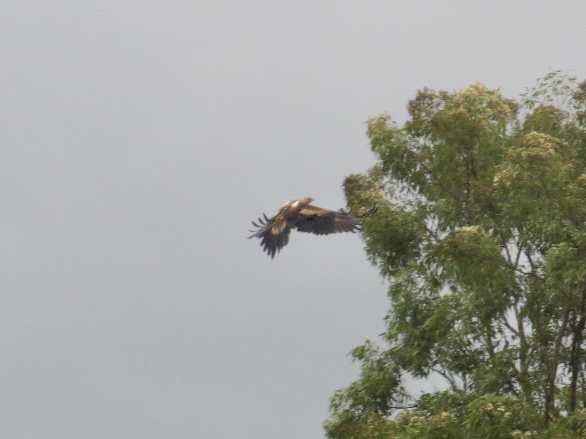 Wedge-tailed Eagle - ML630470381