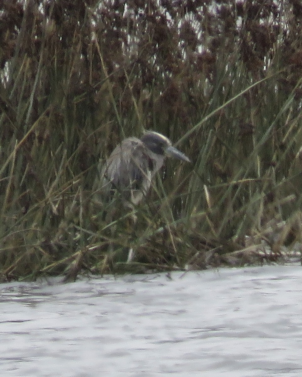 Yellow-crowned Night Heron - ML630470409