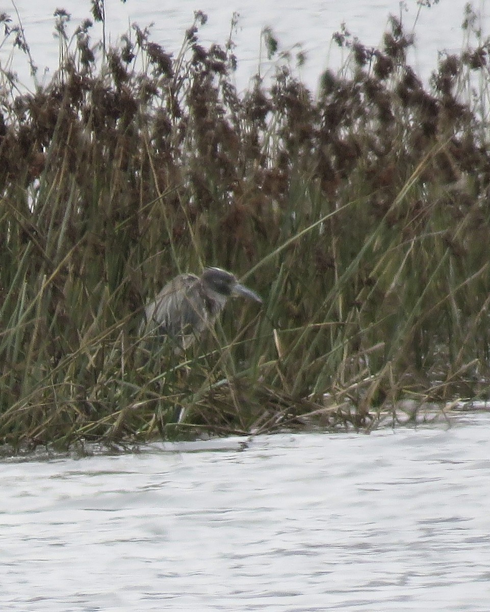 Yellow-crowned Night Heron - ML630470410