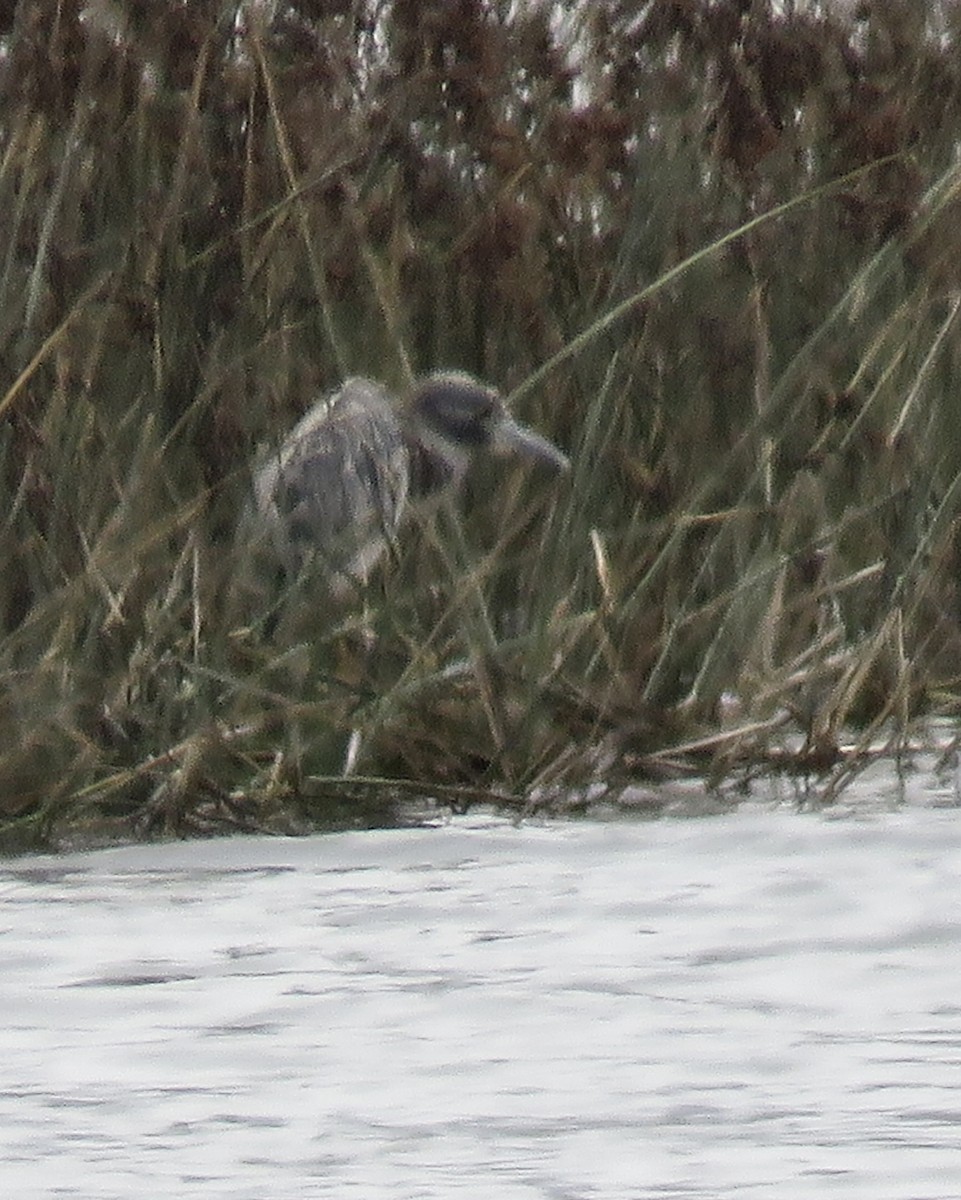Yellow-crowned Night Heron - ML630470411