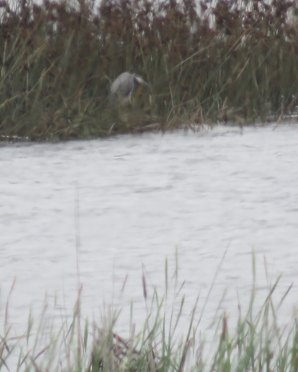 Yellow-crowned Night Heron - ML630470412
