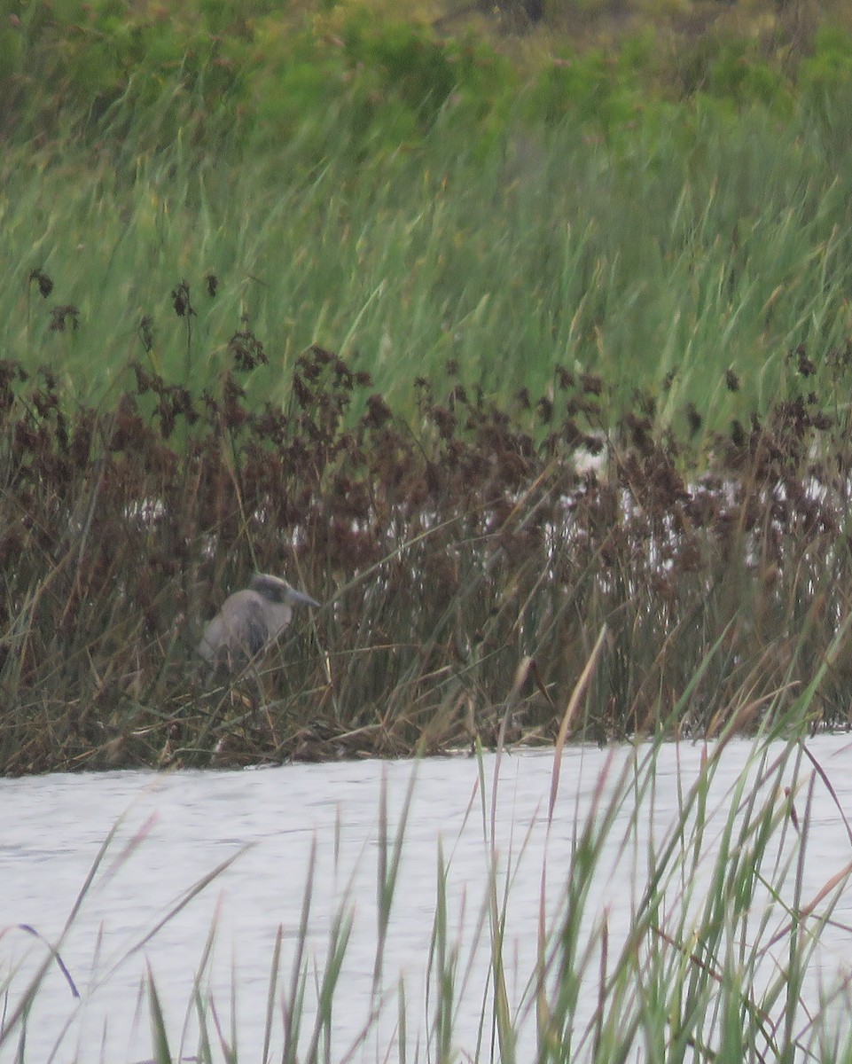 Yellow-crowned Night Heron - ML630470413
