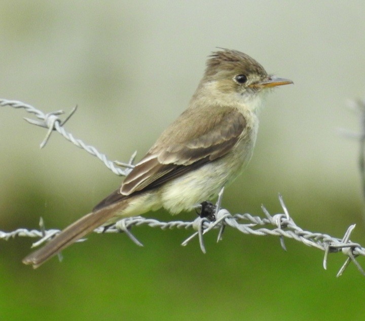 Northern Tropical Pewee - ML630470450