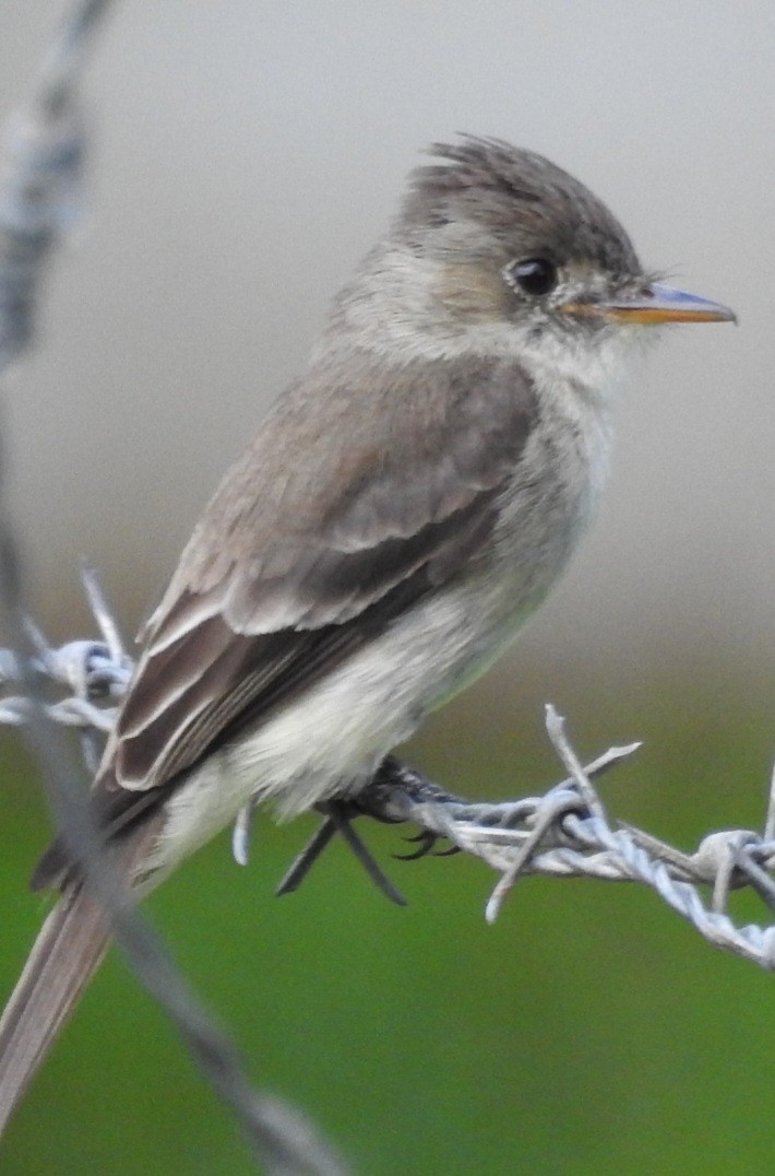 Northern Tropical Pewee - ML630470451