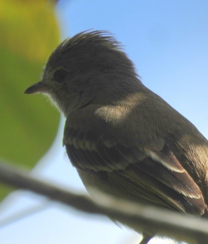 Yellow-bellied Elaenia - ML630470482