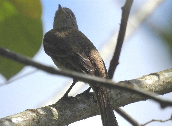 Yellow-bellied Elaenia - ML630470483