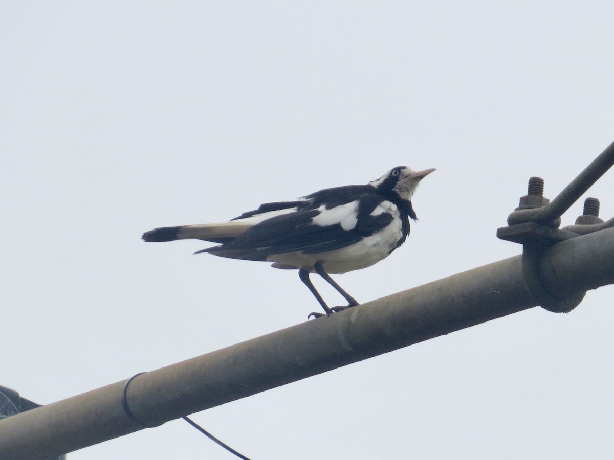 Magpie-lark - ML630470519