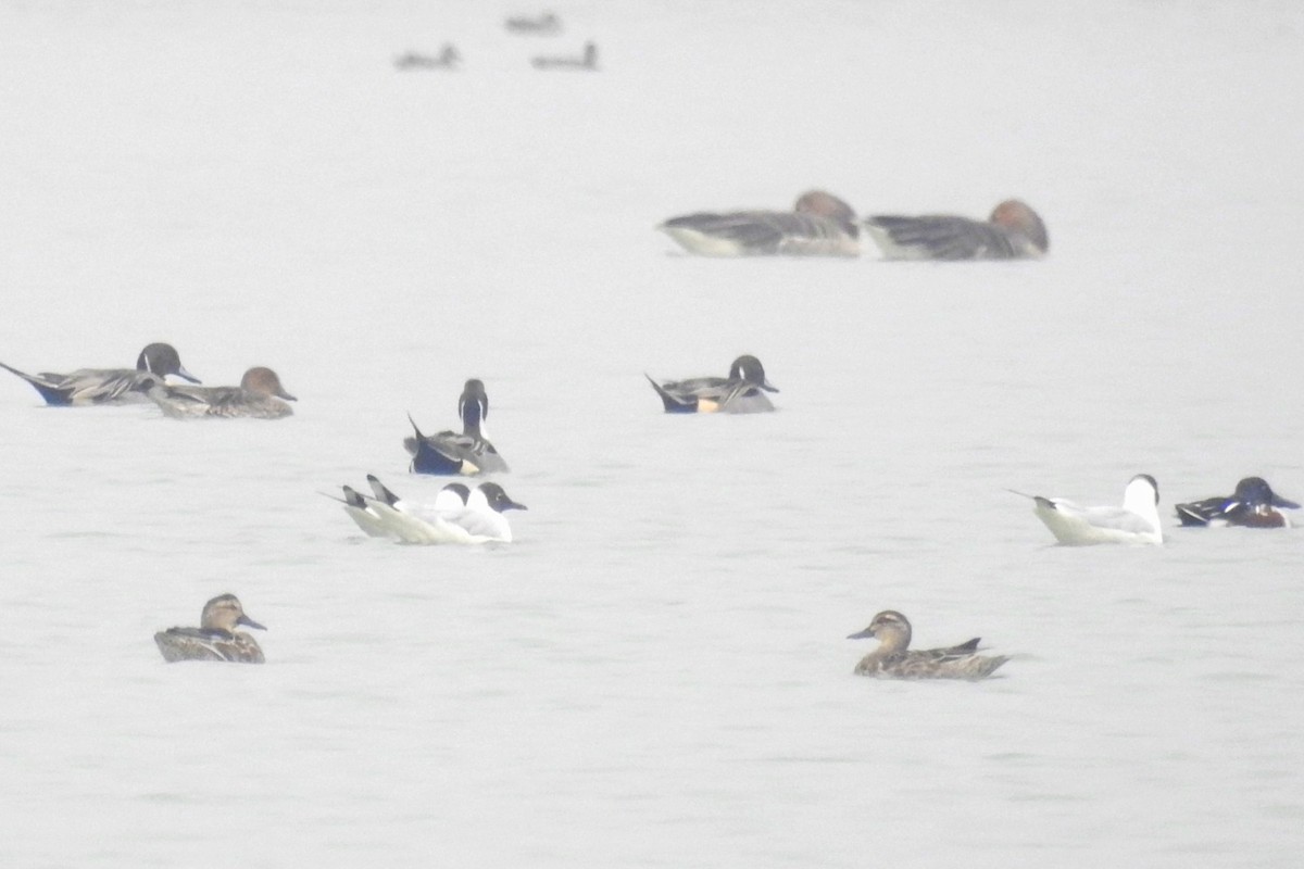 紅嘴鷗 - ML630470917