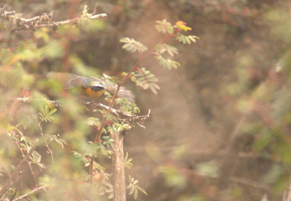 White-browed Bush-Robin - ML630470999