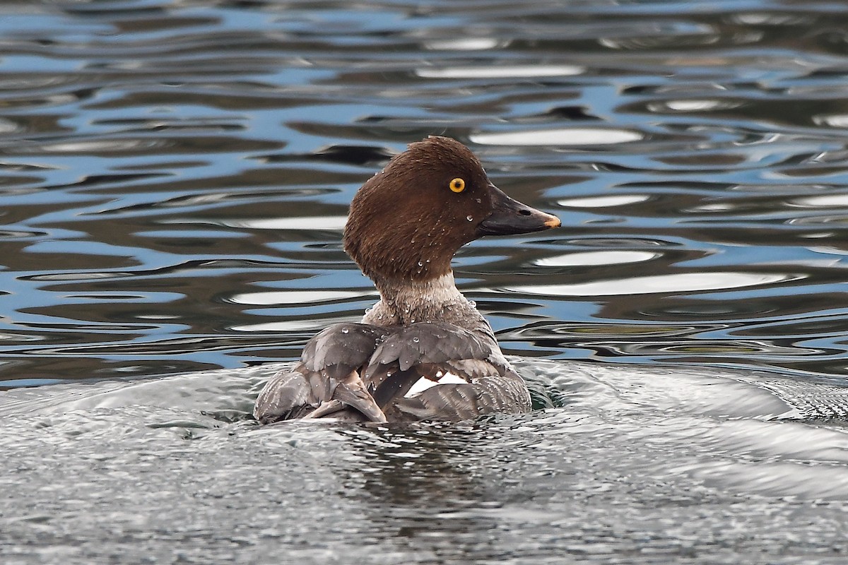 Common Goldeneye - ML630471052