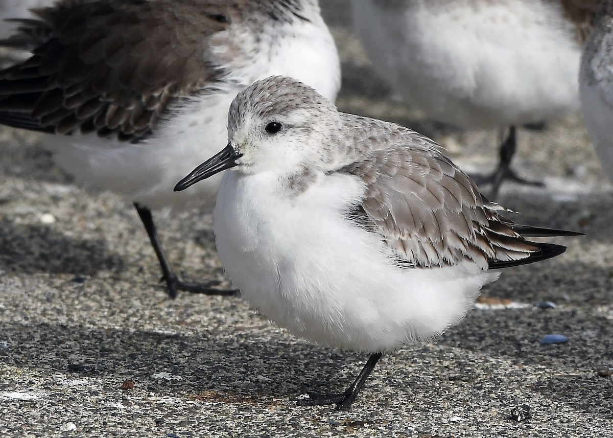 Sanderling - ML630471125
