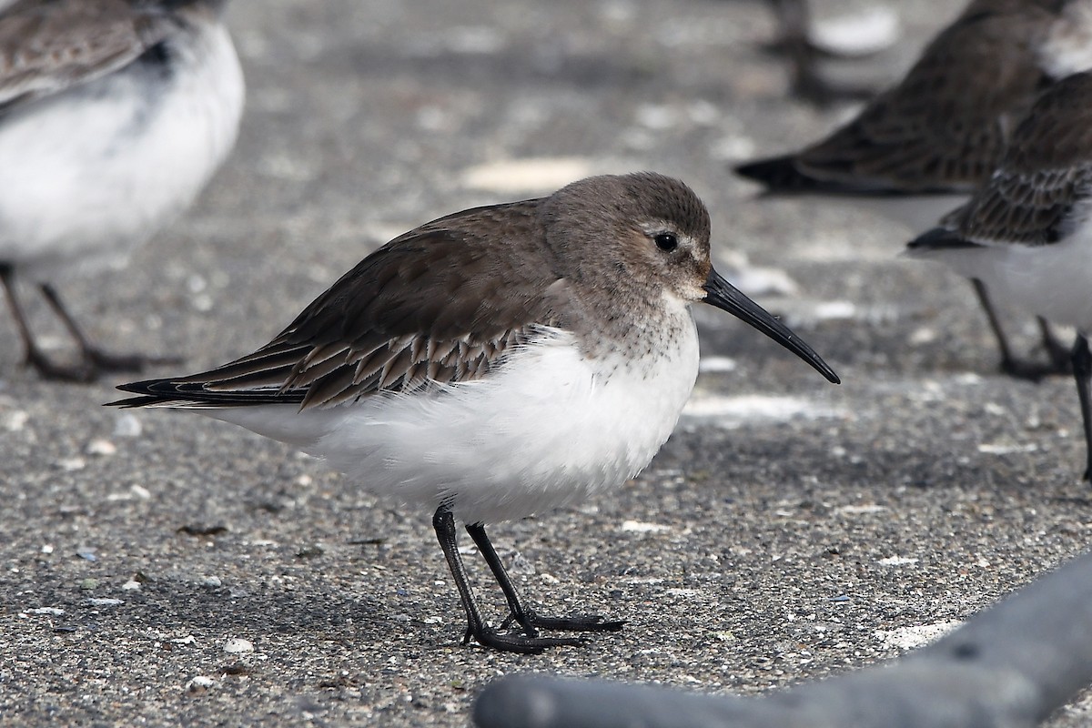 Dunlin - ML630471135