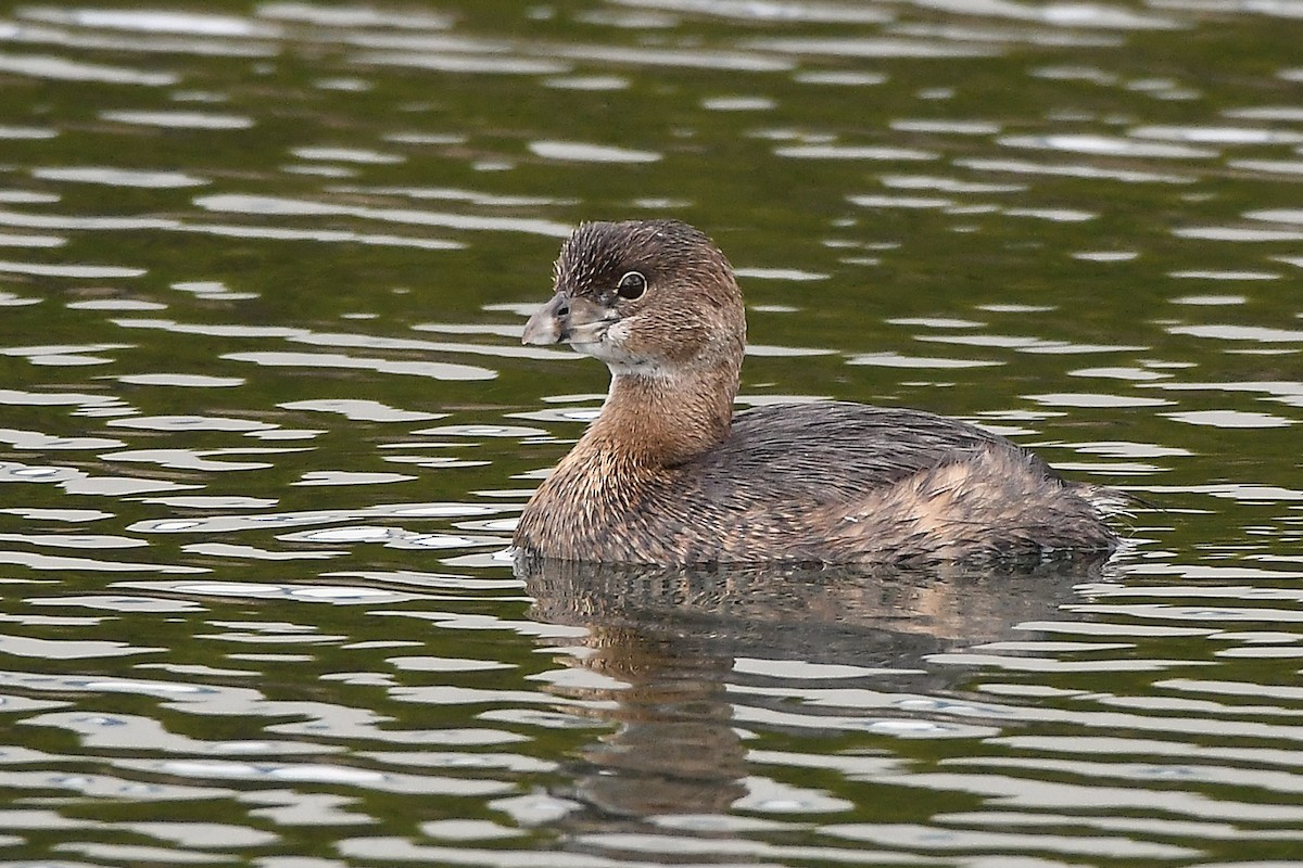 Pied-billed Grebe - ML630471139