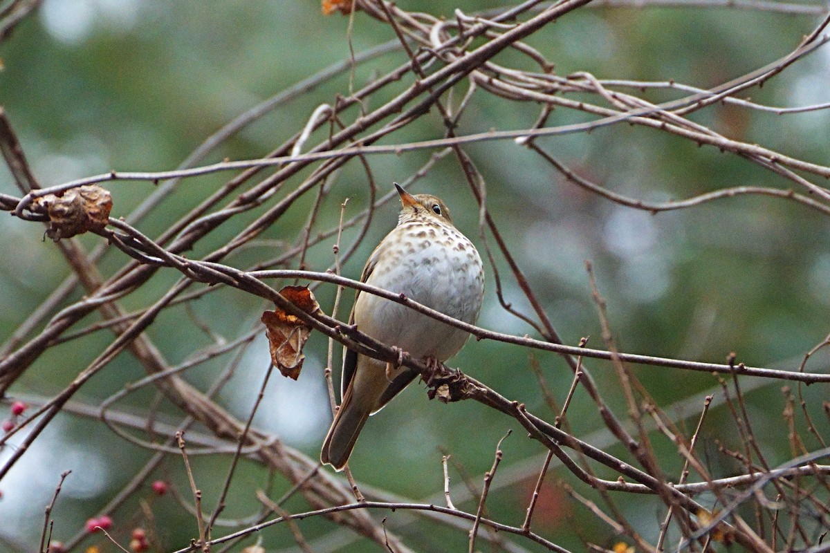 Hermit Thrush - ML630471170