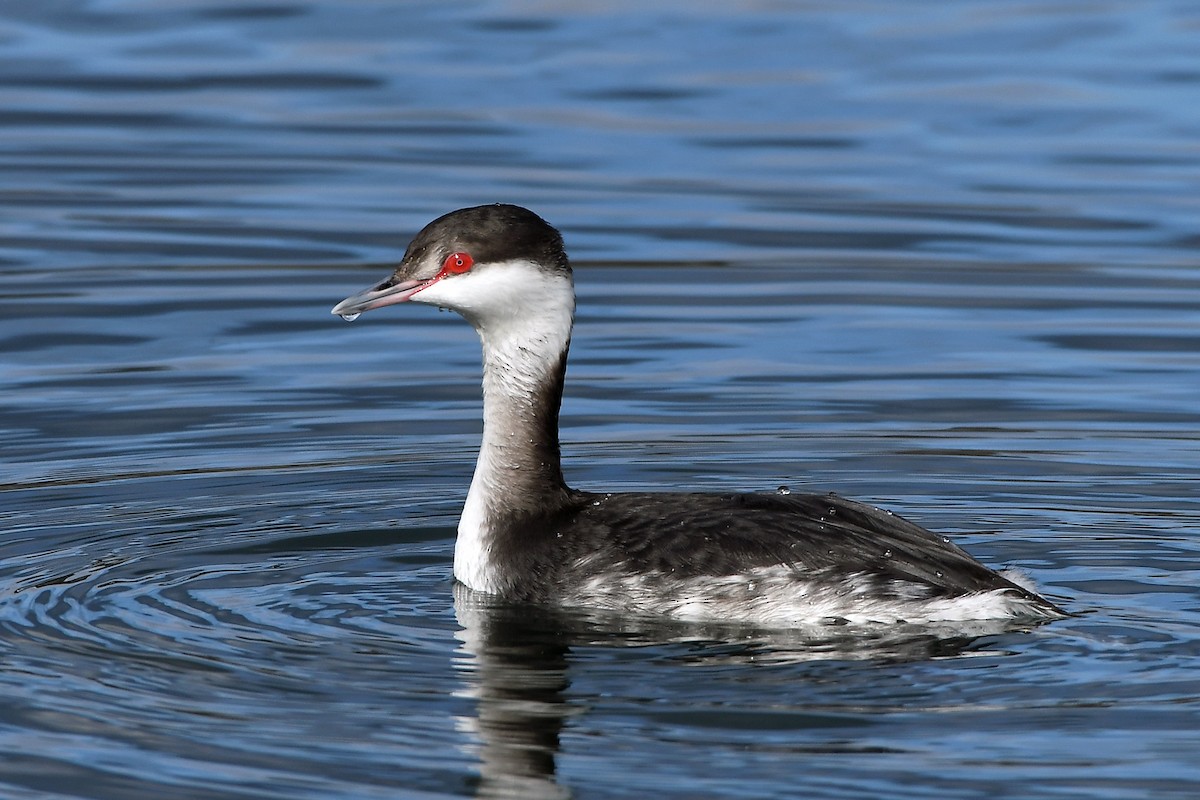 Horned Grebe - ML630471231