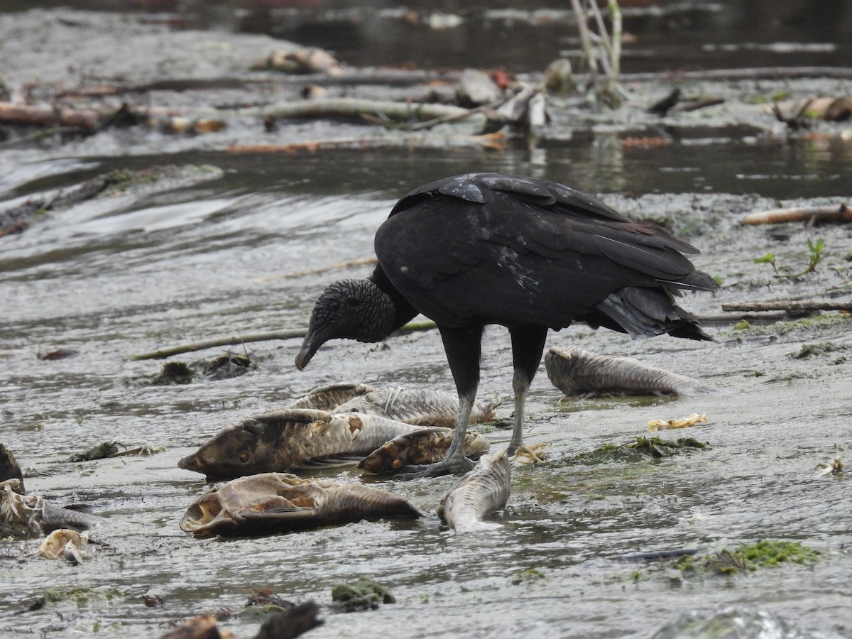 Black Vulture - ML630471653