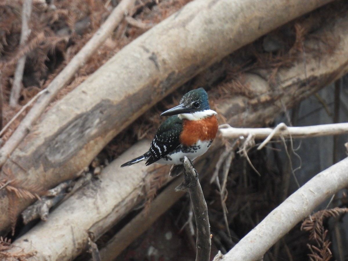 Green Kingfisher - ML630471666