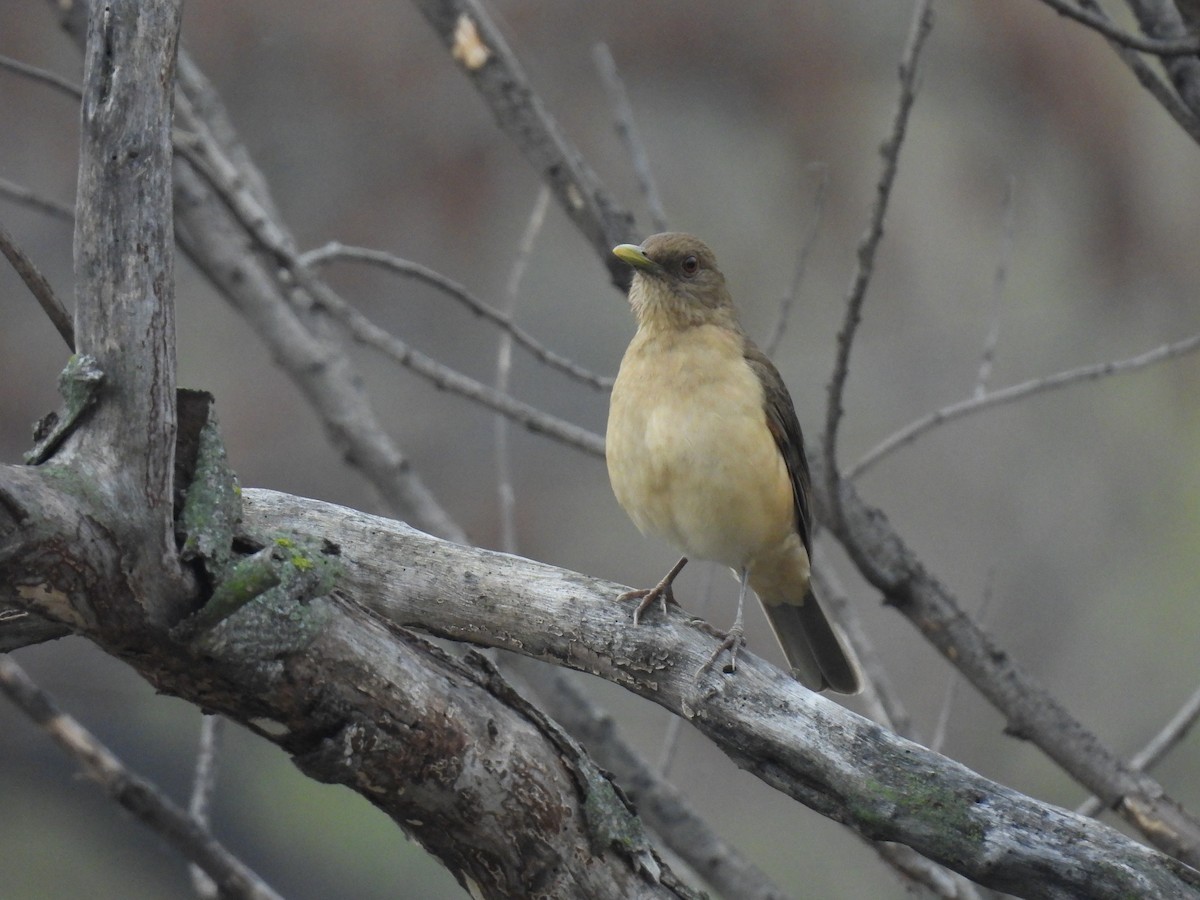 Clay-colored Thrush - ML630471668