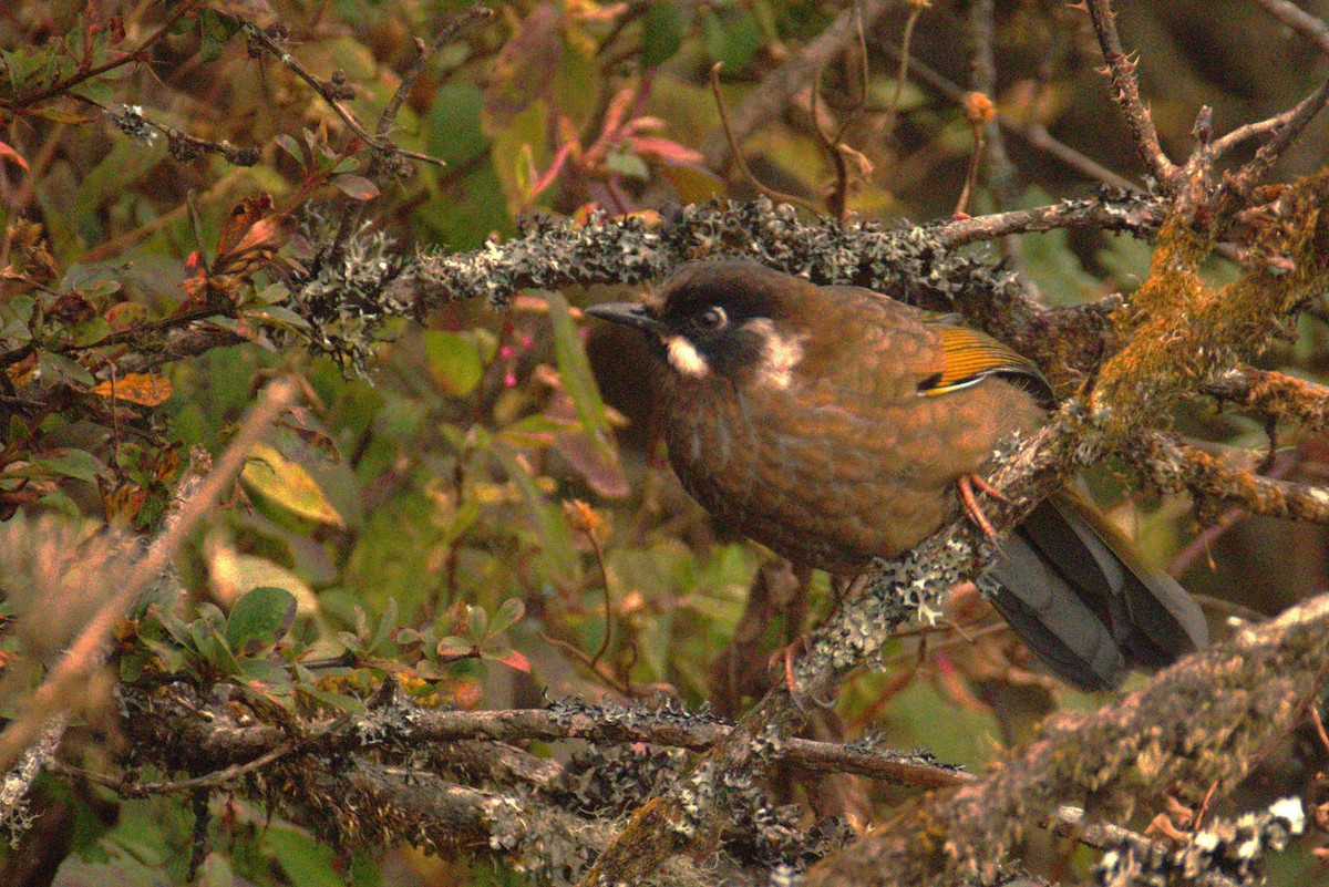 Black-faced Laughingthrush - ML630471693