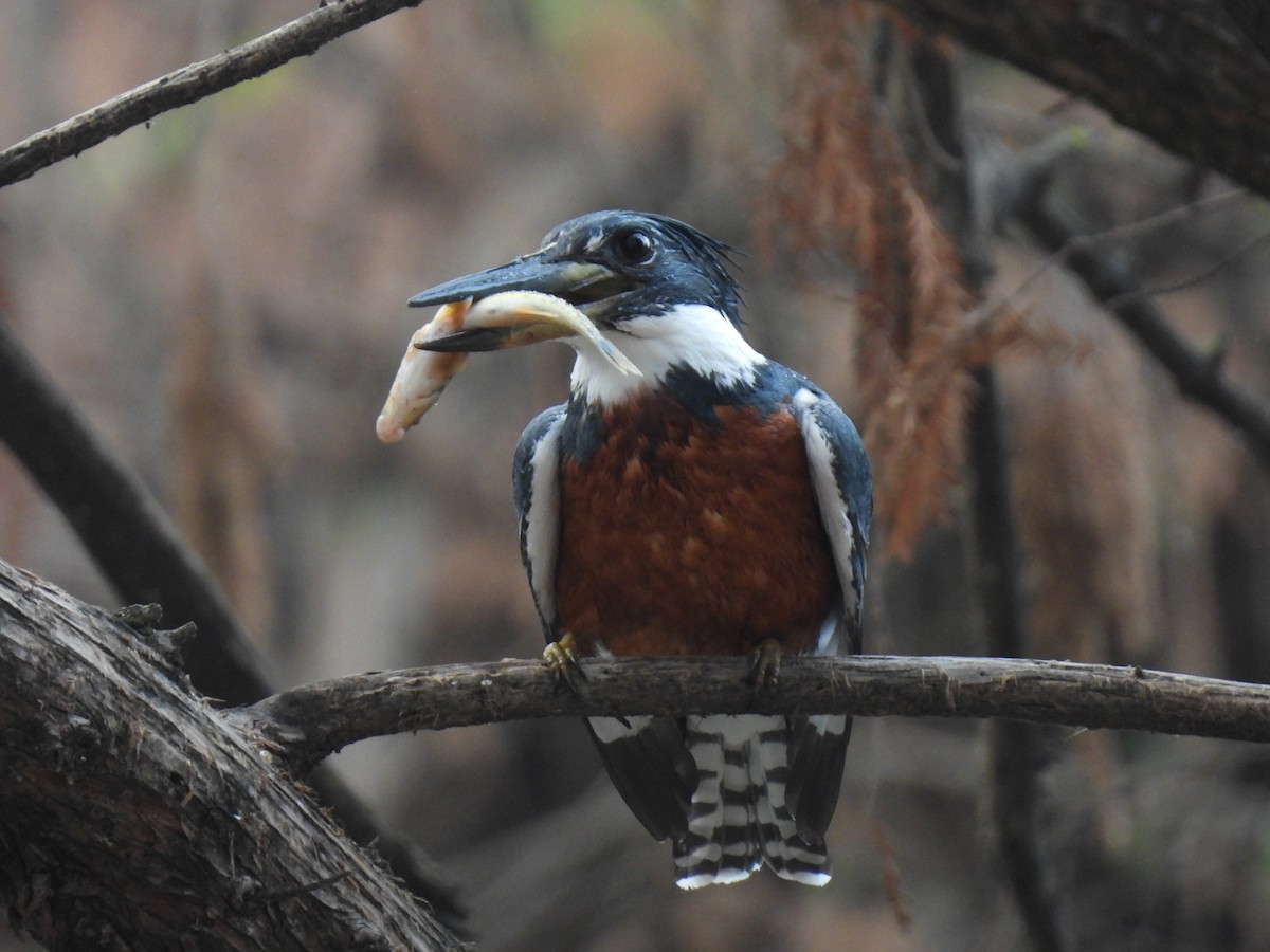 Ringed Kingfisher - ML630471723