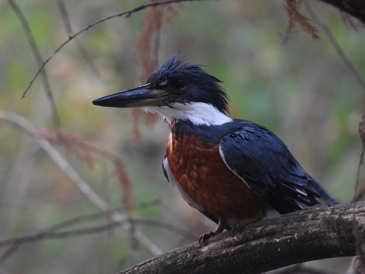 Ringed Kingfisher - ML630471733