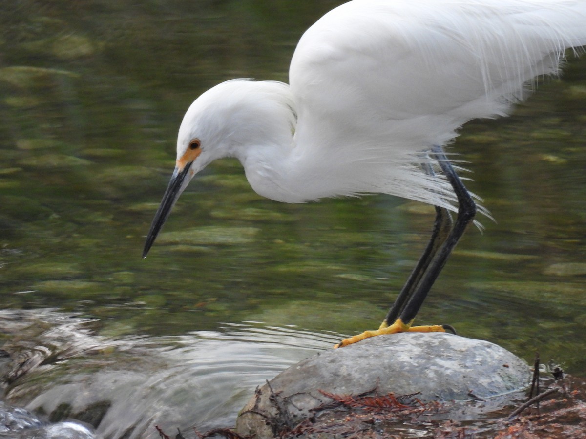 Snowy Egret - ML630471741