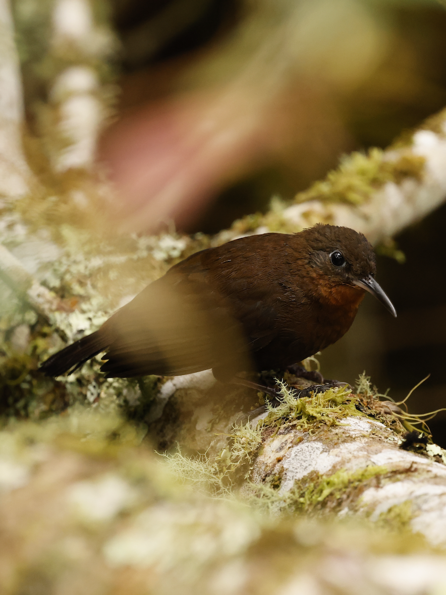 South American Leaftosser (Andean) - ML630471829
