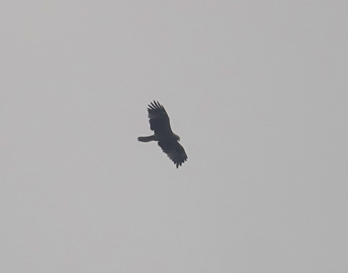 Booted Eagle - ML630471880